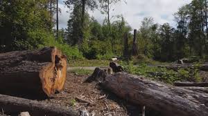 How Our Tree Care Process Works  in  Del Rio, TX