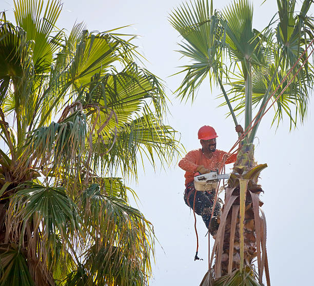 How Our Tree Care Process Works  in  Del Rio, TX