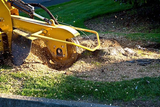 Reliable Del Rio, TX Tree Services Solutions